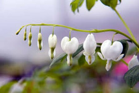 Dicentra spectabilis 'Alba' P9 - afbeelding 4