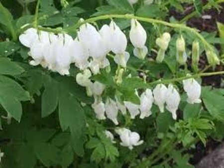 Dicentra spectabilis 'Alba' P9 - afbeelding 5