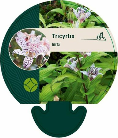 Tricyrtis hirta P9 - afbeelding 1