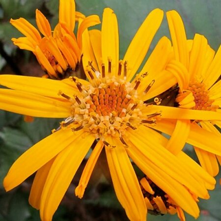 Ligularia dentata 'Othello' P9 - afbeelding 2