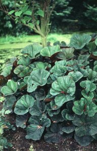 Ligularia dentata 'Othello' P9