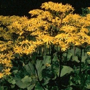 Ligularia dentata 'Othello' P9 - afbeelding 4