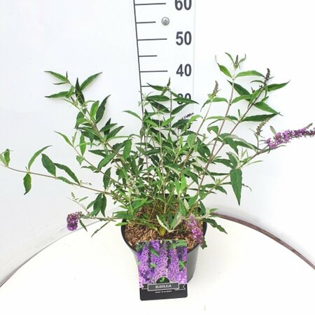 Buddleja davidii 'Ile de France' C2 - afbeelding 5