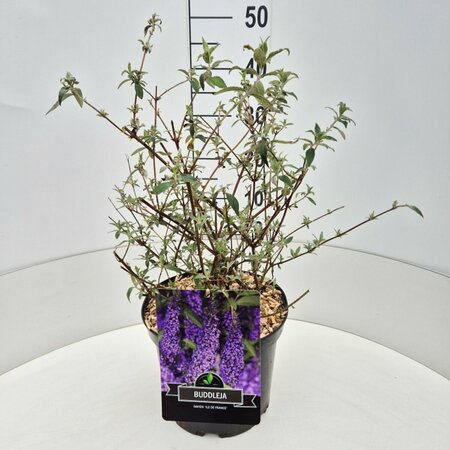 Buddleja davidii 'Ile de France' C2 - afbeelding 4