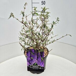 Buddleja davidii 'Ile de France' C2 - afbeelding 4