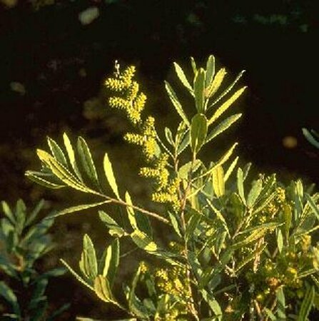 Myrica gale 30/40 C. - afbeelding 2