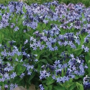 Amsonia 'Blue Ice' P9 - afbeelding 2