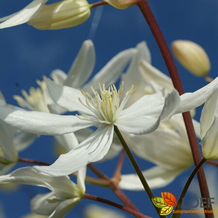 Clematis armandii 80/100 C. - afbeelding 2