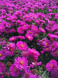 Aster dumosus 'Jenny' P9