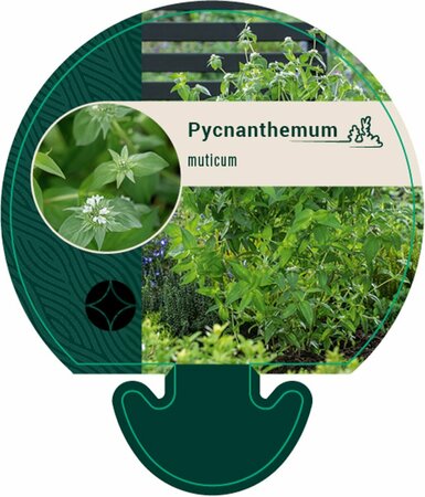Pycnanthemum muticum P9 - afbeelding 3