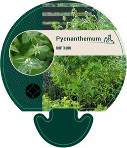 Pycnanthemum muticum P9 - afbeelding 3