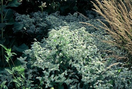 Pycnanthemum muticum P9 - afbeelding 2