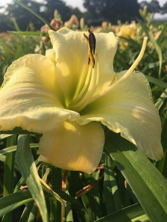 Hemerocallis 'Arctic Snow' P9 - afbeelding 1