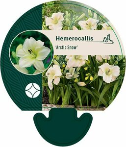 Hemerocallis 'Arctic Snow' P9