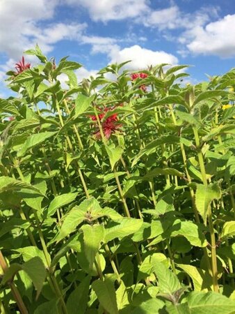 Monarda 'Cambridge Scarlet' P9 - afbeelding 5