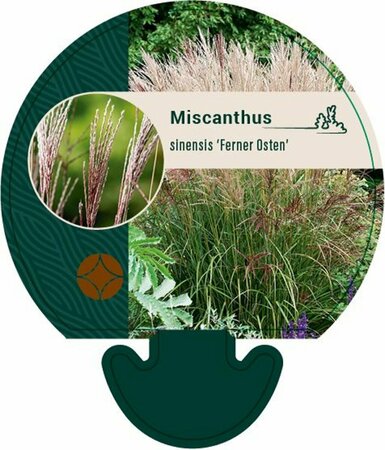 Miscanthus sinensis 'Ferner Osten' P9 - afbeelding 3