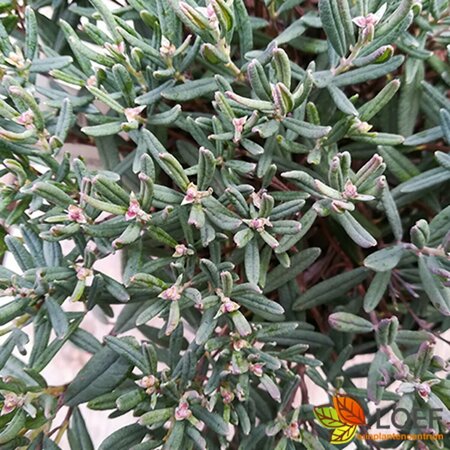 Andromeda polifolia 'Blue Ice' 25/30 C. - afbeelding 1