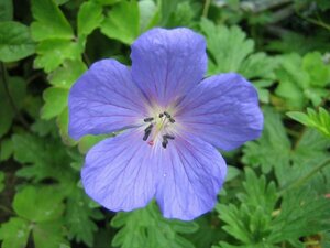 Geranium 'Johnson's Blue' P9 - afbeelding 6