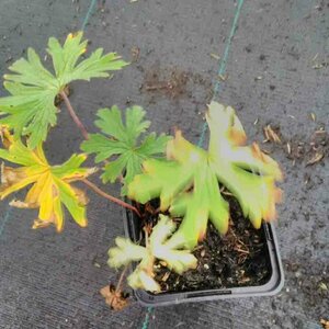 Geranium 'Johnson's Blue' P9 - afbeelding 8