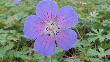 Geranium 'Johnson's Blue' P9 - afbeelding 4