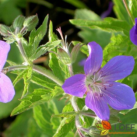 Geranium 'Johnson's Blue' P9 - afbeelding 2
