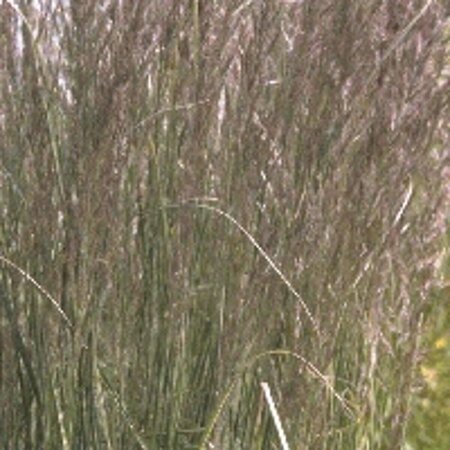 Calamagrostis acutiflora 'Overdam' P9 - afbeelding 3