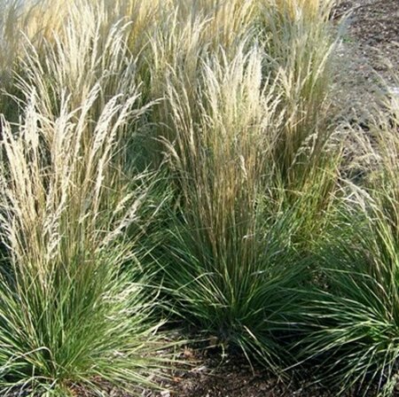 Calamagrostis acutiflora 'Overdam' P9 - afbeelding 2