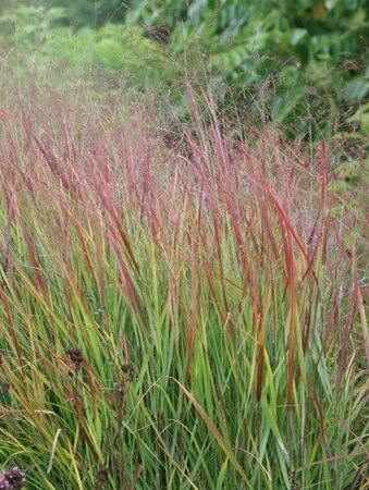 Panicum virgatum 'Rehbraun' P9 - afbeelding 4