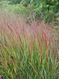 Panicum virgatum 'Rehbraun' P9 - afbeelding 4