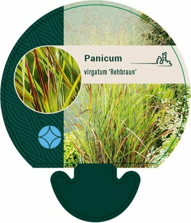 Panicum virgatum 'Rehbraun' P9 - afbeelding 3