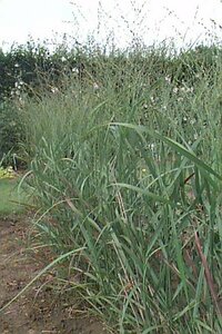 Panicum virgatum 'Rehbraun' P9