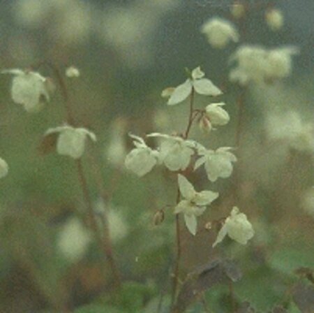 Epimedium grandiflorum P9 - afbeelding 5