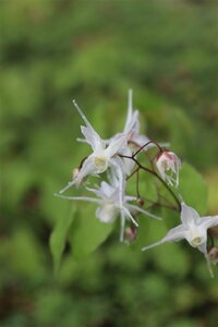 Epimedium grandiflorum P9 - afbeelding 2