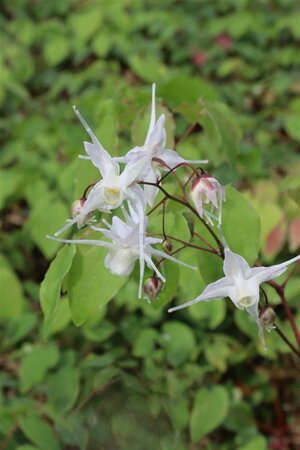 Epimedium grandiflorum P9 - afbeelding 3