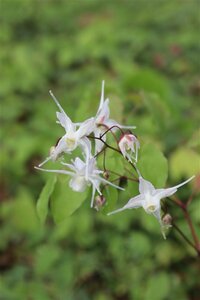 Epimedium grandiflorum P9 - afbeelding 4