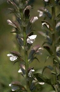 Acanthus mollis P9 - afbeelding 3