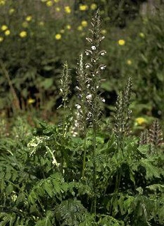 Acanthus mollis P9 - afbeelding 4