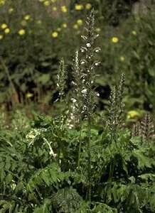 Acanthus mollis P9 - afbeelding 4