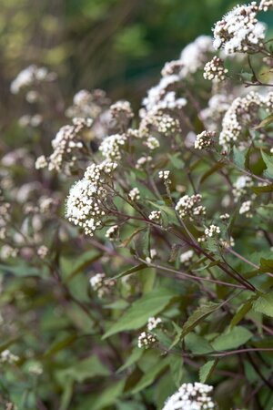 Eupatorium rugosum 'Chocolate' P9 - afbeelding 5