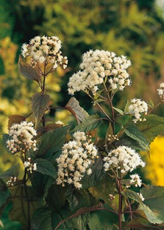 Eupatorium rugosum 'Chocolate' P9 - afbeelding 3