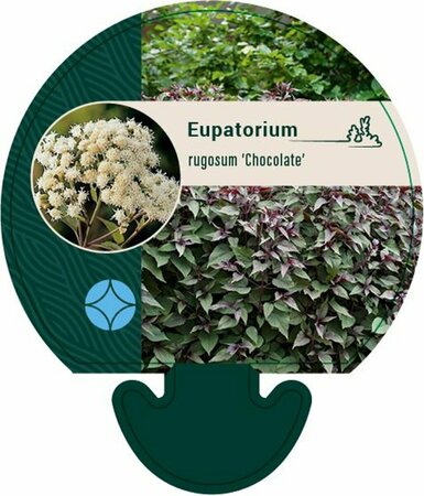 Eupatorium rugosum 'Chocolate' P9 - afbeelding 6