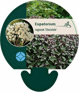 Eupatorium rugosum 'Chocolate' P9 - afbeelding 6