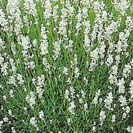 Lavandula intermedia 'Edelweiss' P9 - afbeelding 6