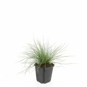 Festuca glauca 'Elijah Blue' P9 - afbeelding 7