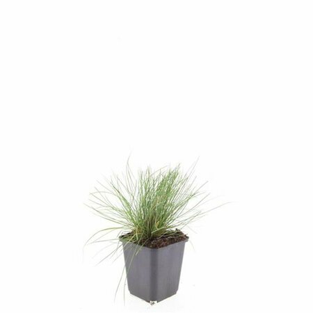 Festuca glauca 'Elijah Blue' P9 - afbeelding 4