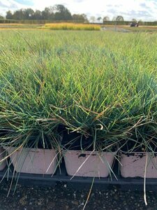 Festuca glauca 'Elijah Blue' P9 - afbeelding 6