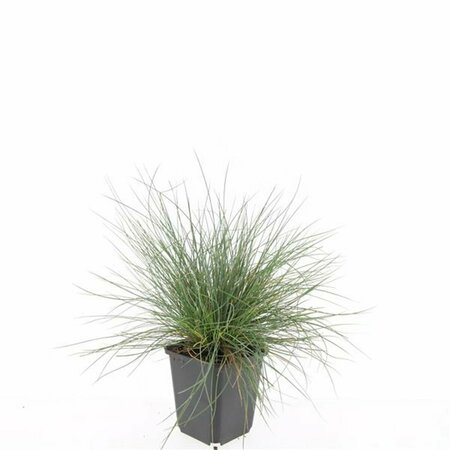 Festuca glauca 'Elijah Blue' P9 - afbeelding 11