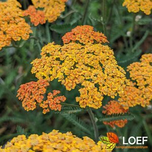 Achillea filipendulina 'Cloth of Gold' P9 - afbeelding 5