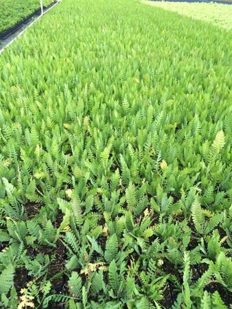 Achillea filipendulina 'Cloth of Gold' P9 - afbeelding 3