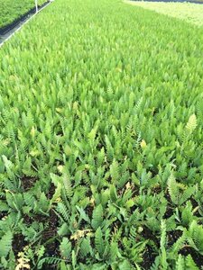 Achillea filipendulina 'Cloth of Gold' P9 - afbeelding 3